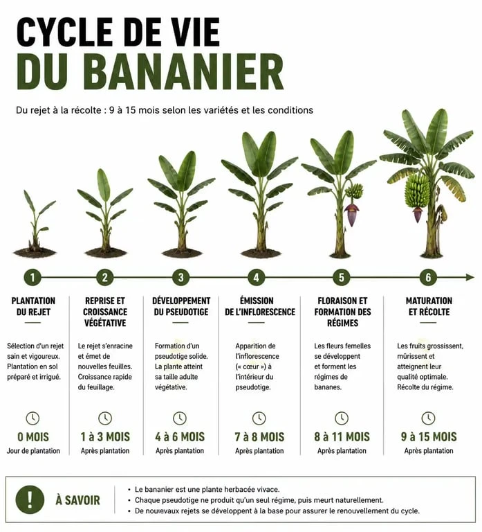 Infographie illustrant les étapes de croissance et le temps de pousse d'un bananier au jardin.